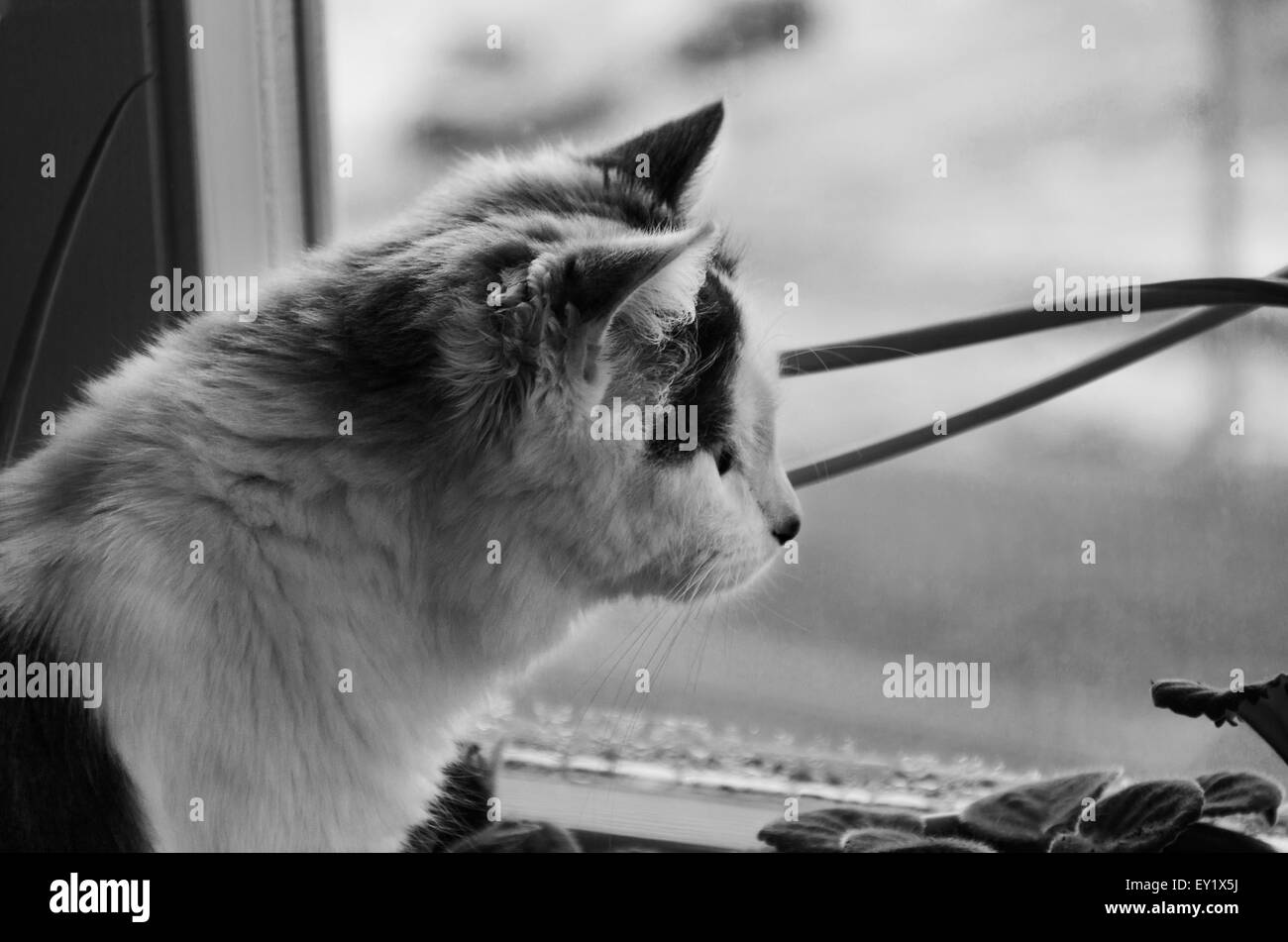 Black and white photo of the lonely cat looking out the window Stock Photo