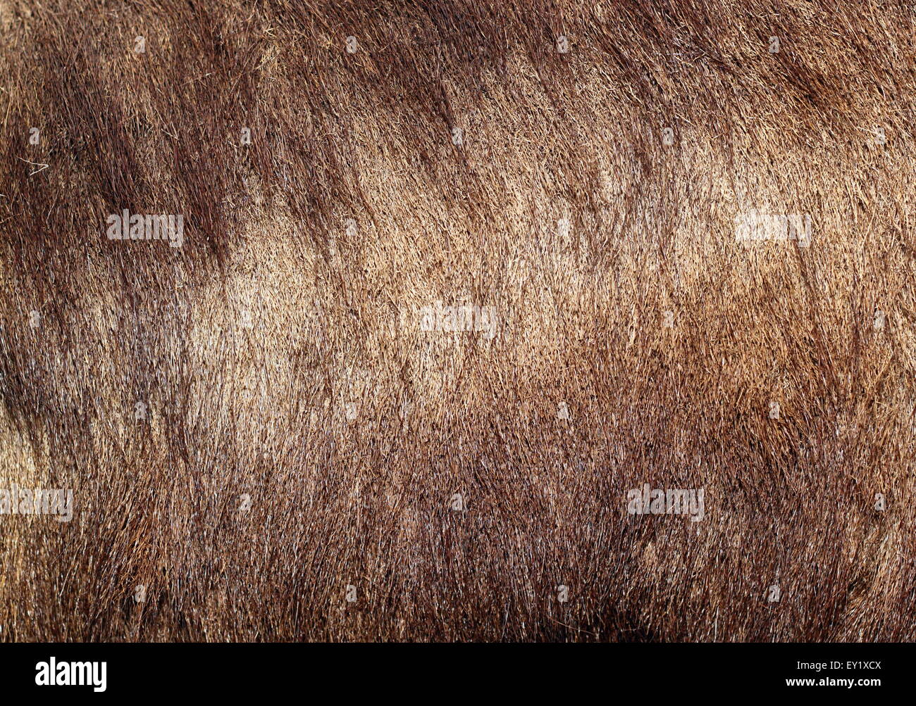 detail of wild boar  ( sus scrofa )  textured fur Stock Photo