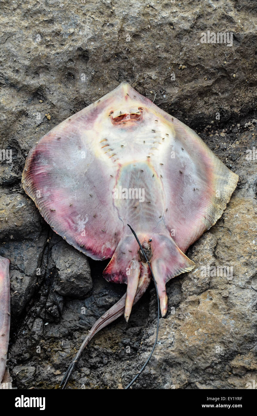 Dead Stingray Fish Stock Photo - Alamy