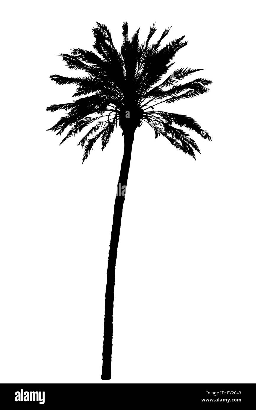 silhouette of palm trees realistic illustration isolated on white background Stock Photo