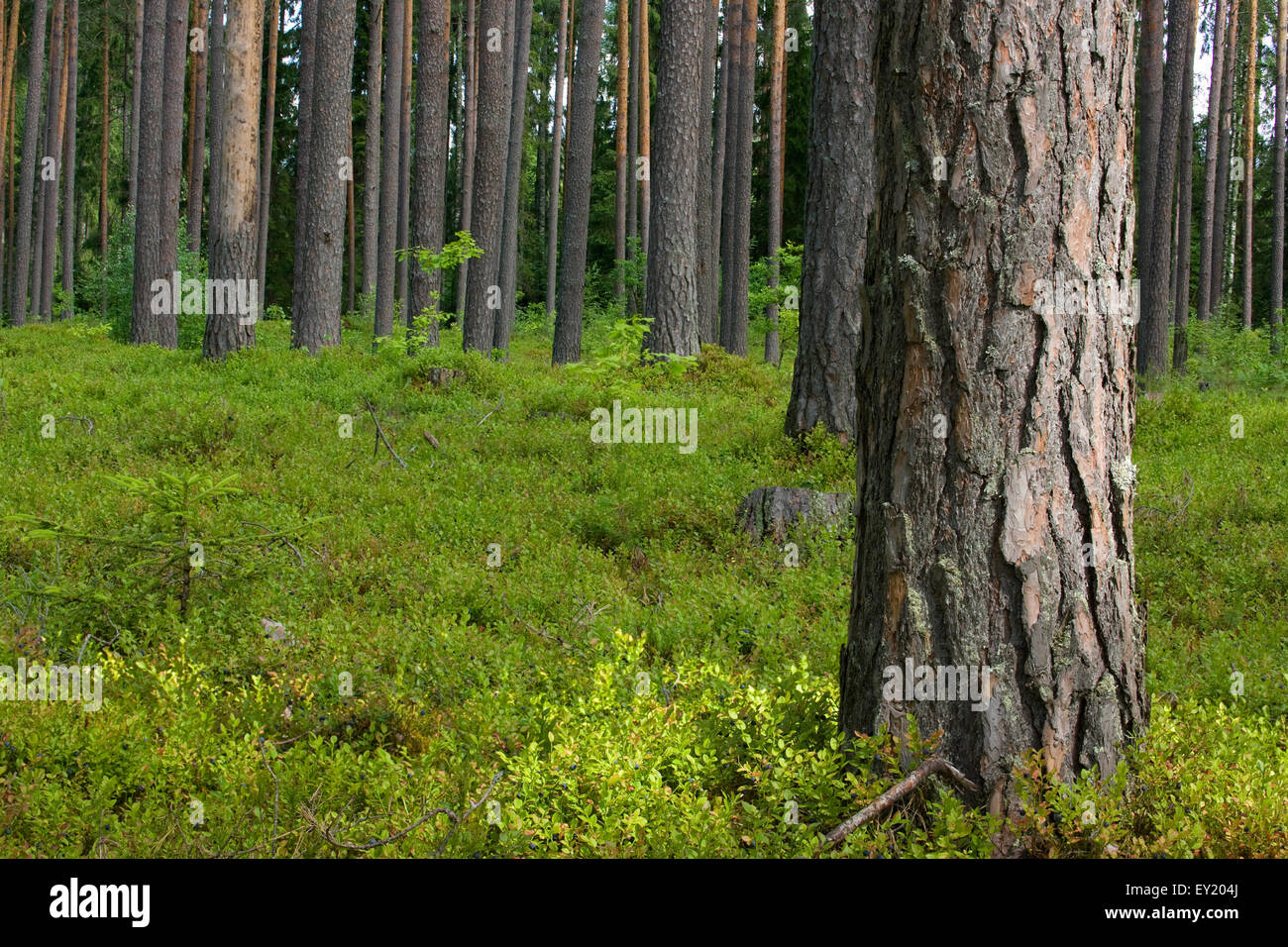 Pine Forest Floor Covered With Blueberry Bushes Stock Photo Alamy Pine Forest Floor Covered With Blueberry Bushes Stock Photo Alamy