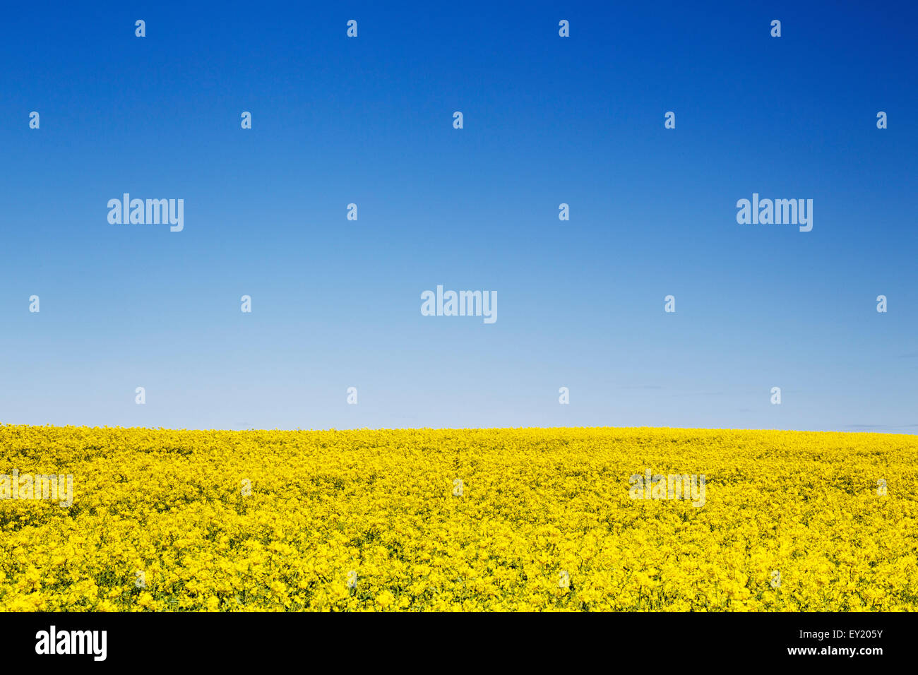 Yellow Field of Rapeseed against blue sky Stock Photo
