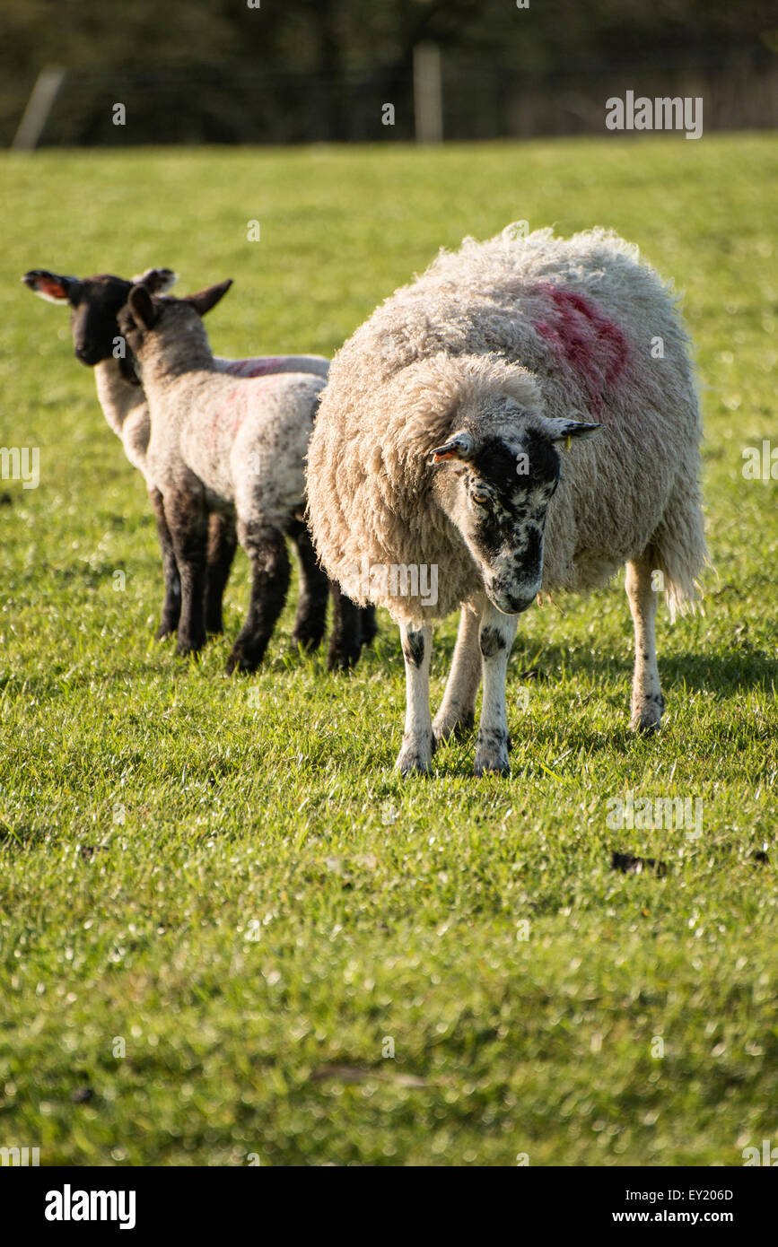 Beautiful landscape image of Spring lambs and sheep in fields during ...