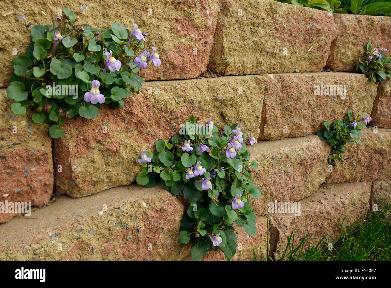Ivy-Leaved Toadflax - Cymbalaria muralis on garden wall Stock Photo
