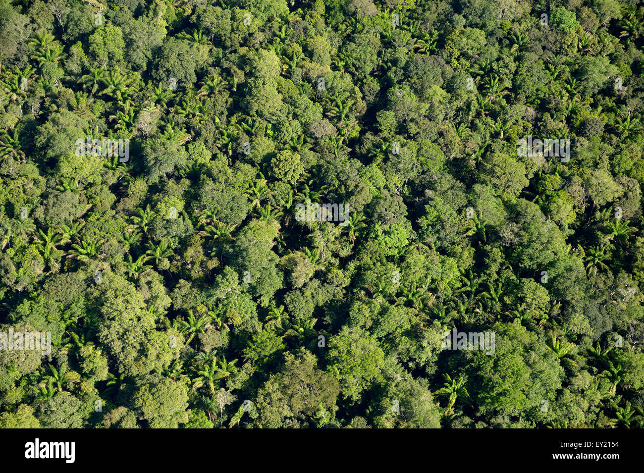 Amazon rainforest, aerial view, Para state, Brazil Stock Photo