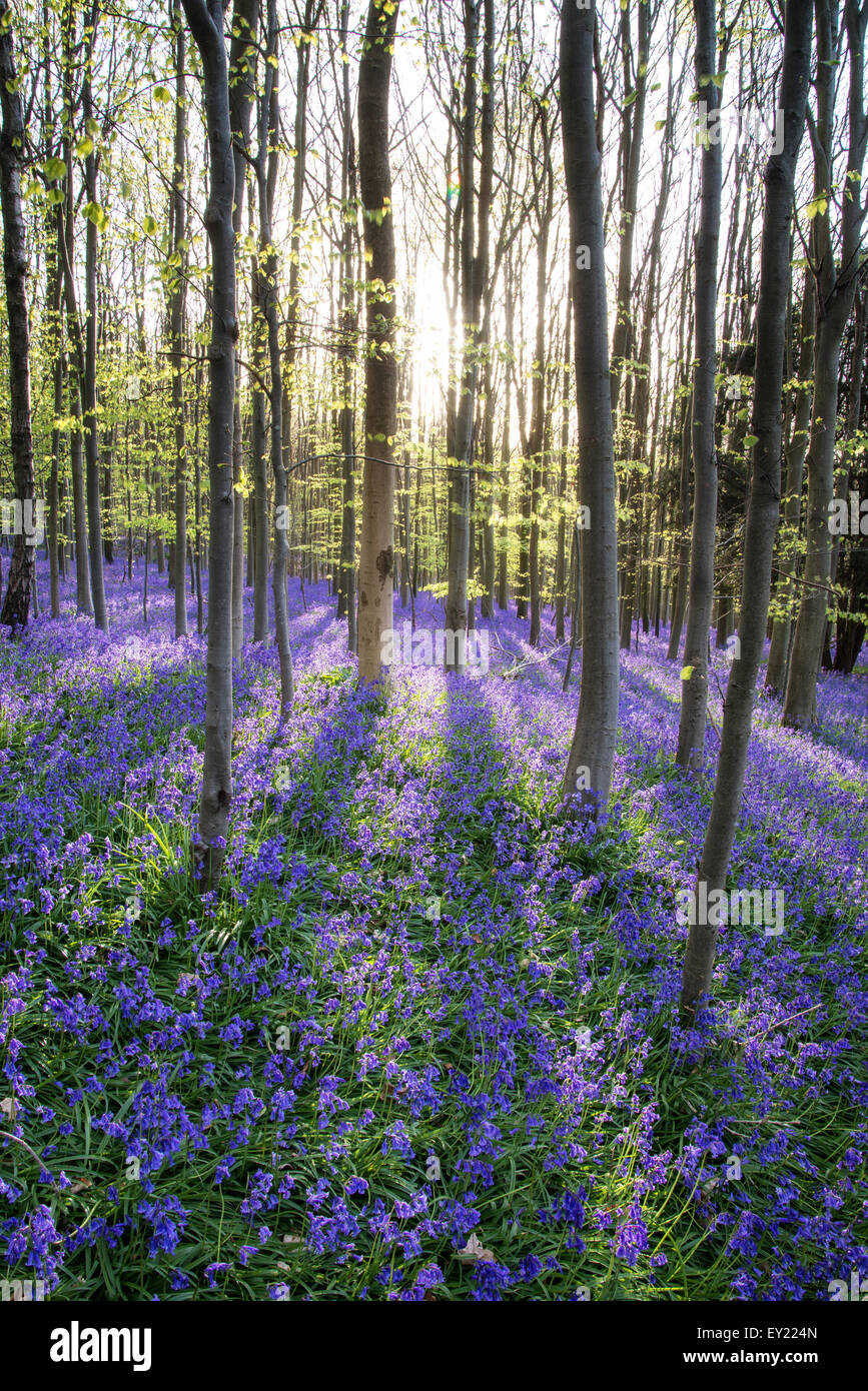 Beautiful morning in Spring bluebell forest Stock Photo