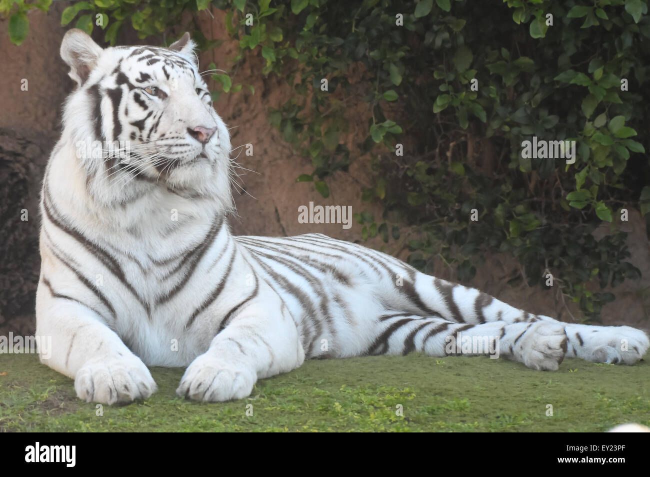 Black and White Striped Tiger Stock Photo - Alamy