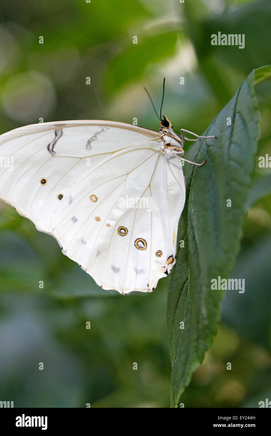 White Morpho Butterfly (Morpho Polyphemus) Stock Photo