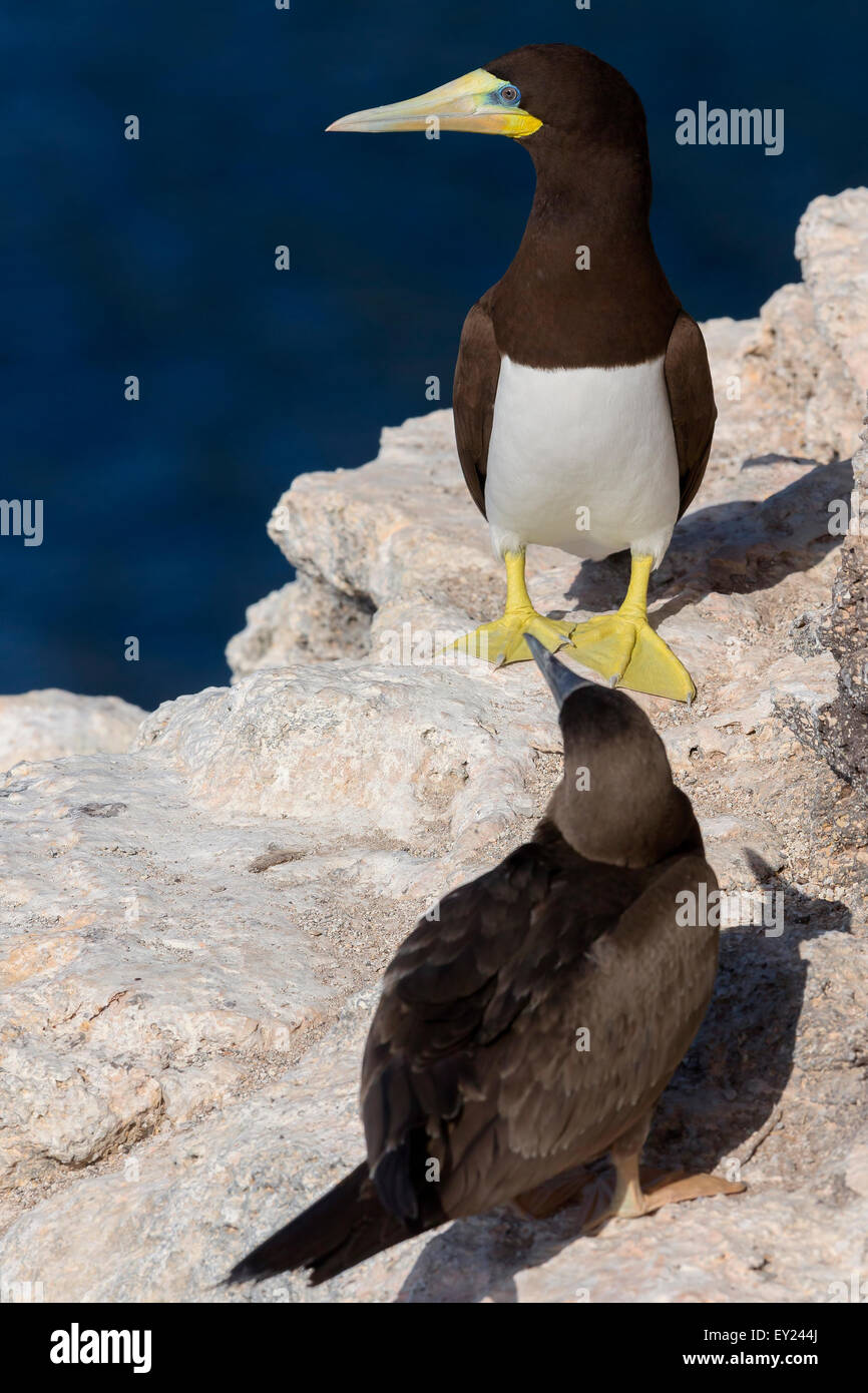 Brown Booby, adult, Raso, Cape Verde (Sula leucogaster) Stock Photo