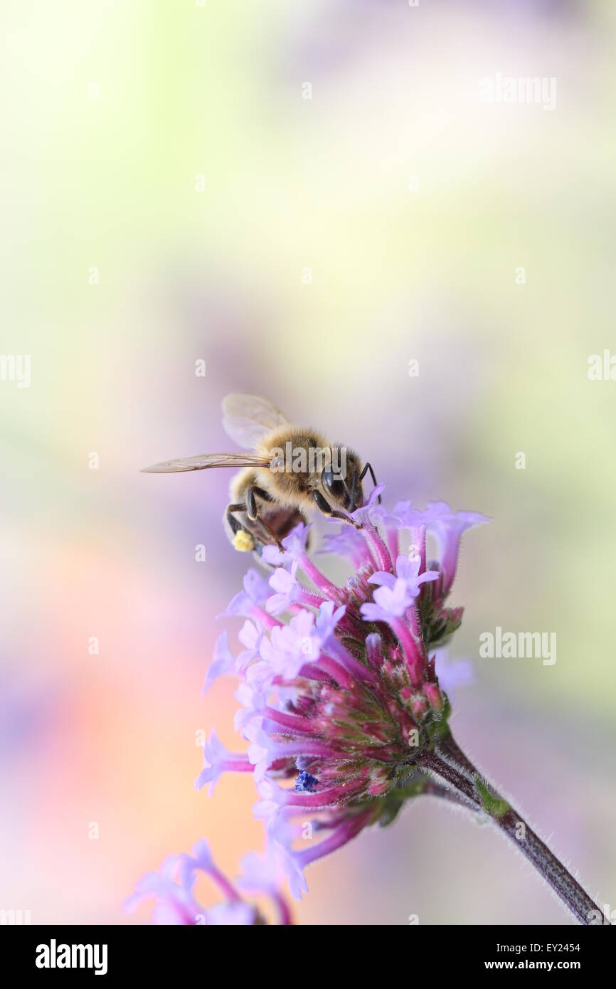 Honey bee on Verbena bonariensis (common name Purple top) Stock Photo