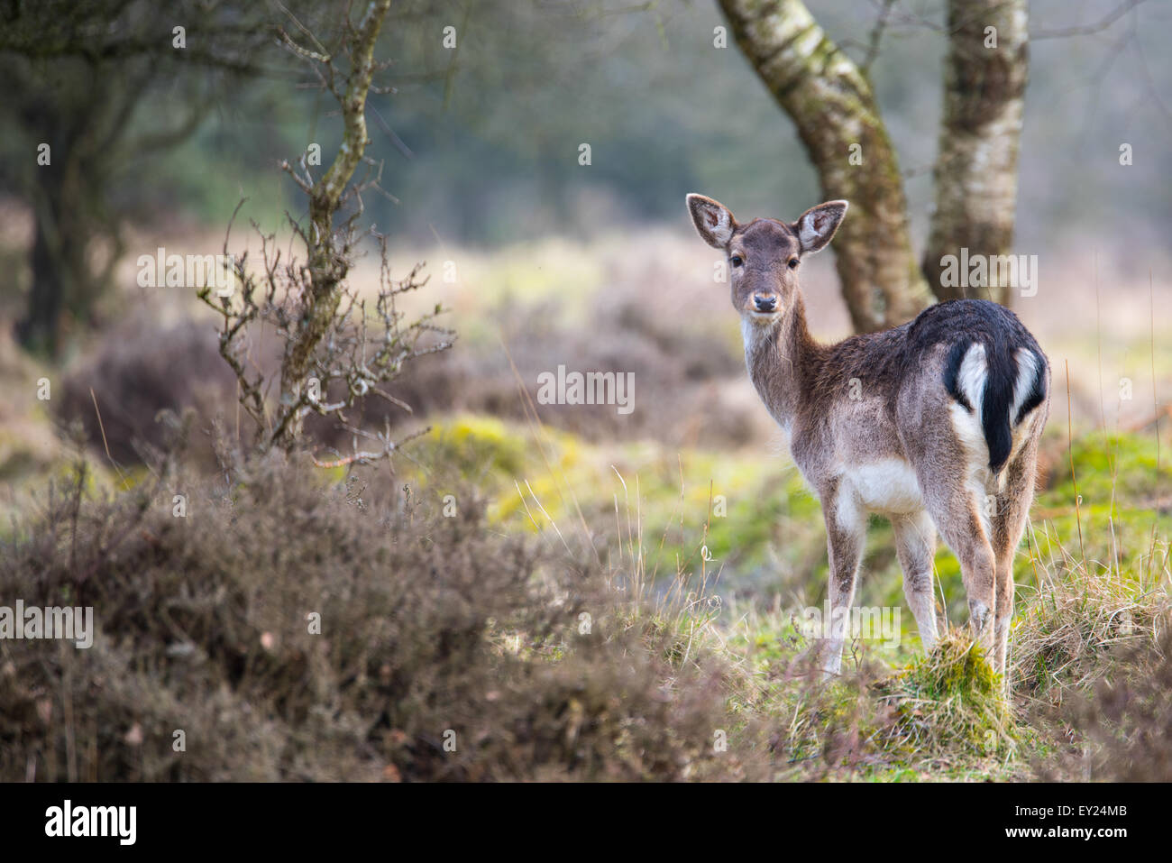 Deer at Cannock Chase, Doe looking back July 2015 Stock Photo