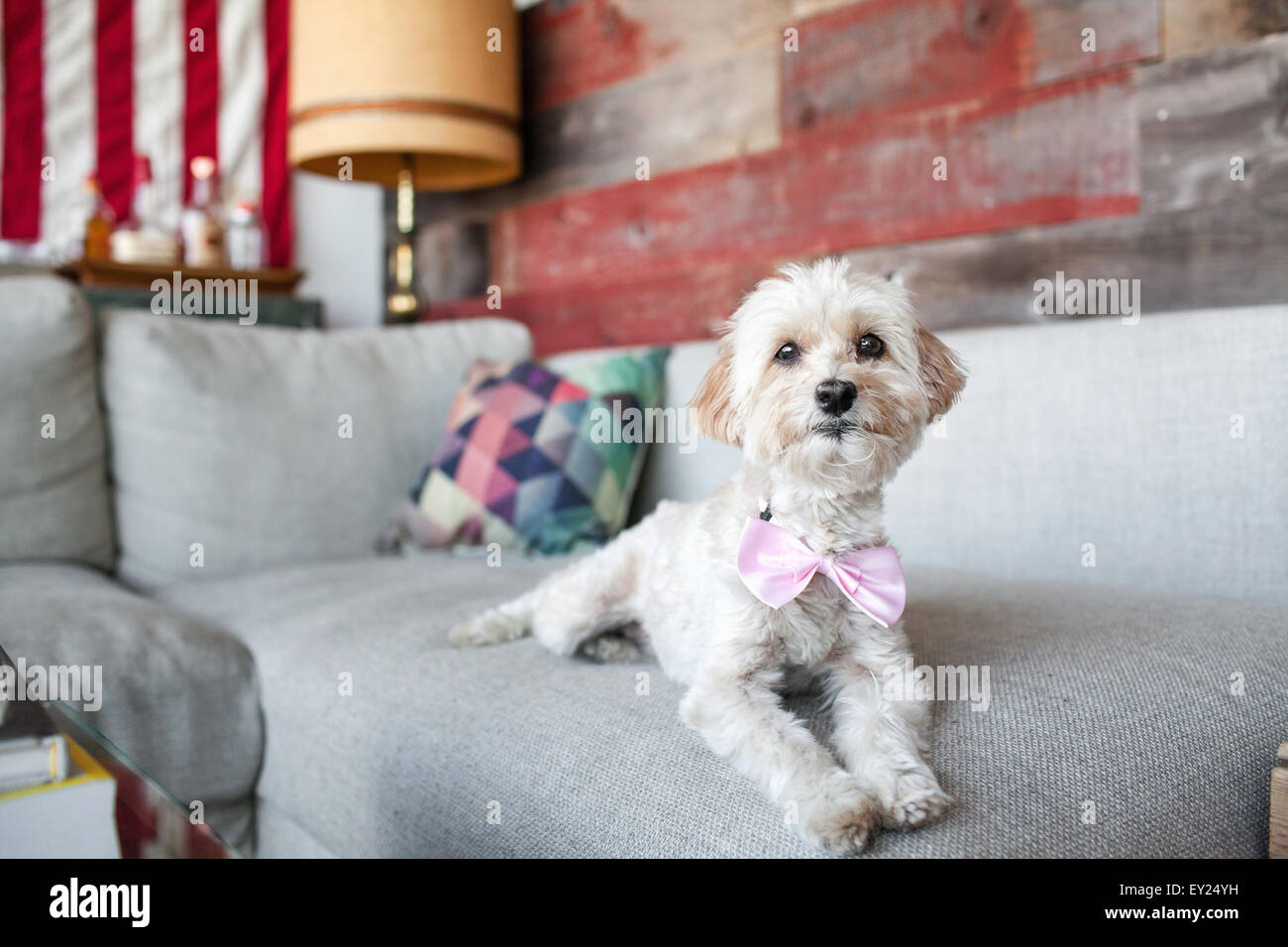 Portrait of cute dog lying on living room sofa Stock Photo - Alamy