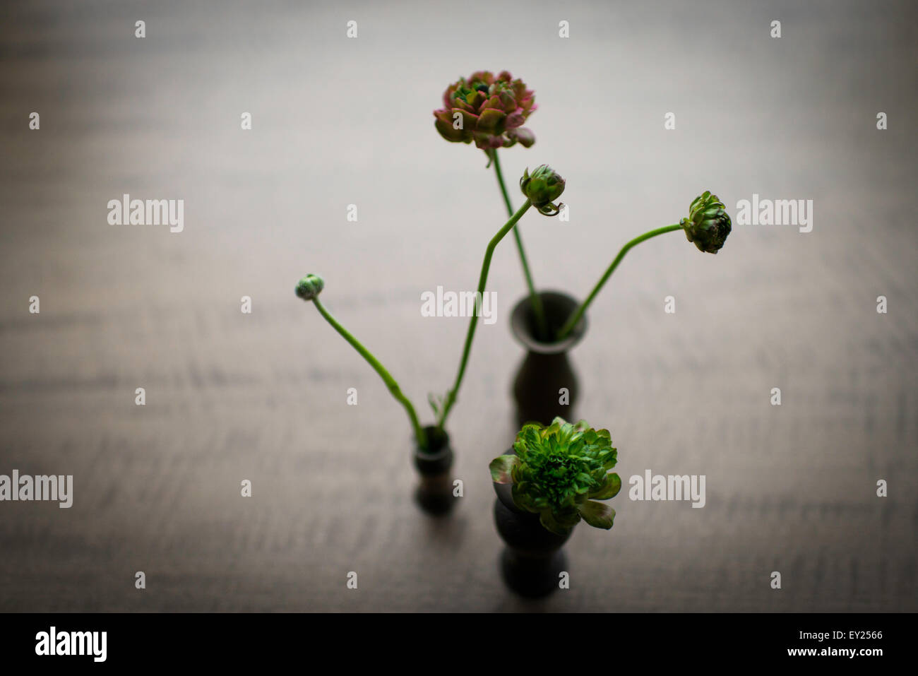 Still life of three small vases of cut flowers Stock Photo