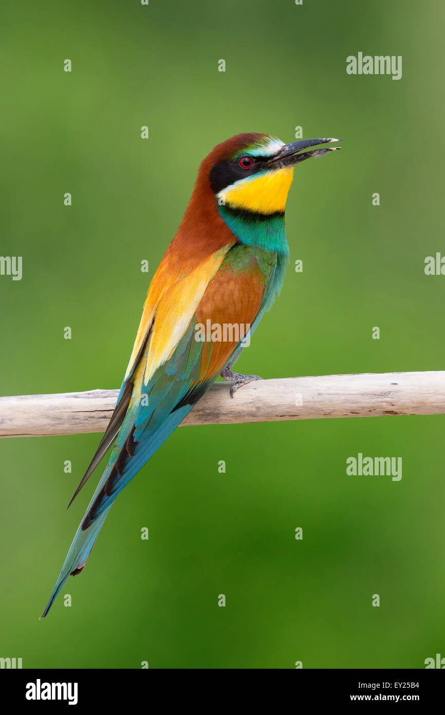 European Bee-eater, adult, campania, italy (Merops apiaster) Stock Photo