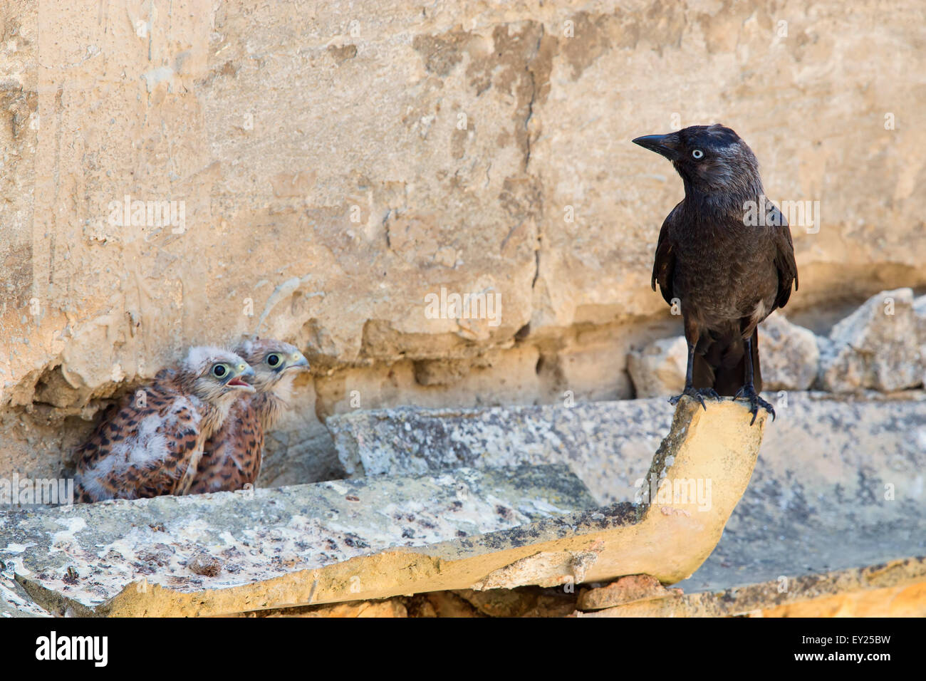 Jackdaw, Lesser Kestrel, Chicks, Adult, Basilicata, Italy (Corvus monedula) Stock Photo