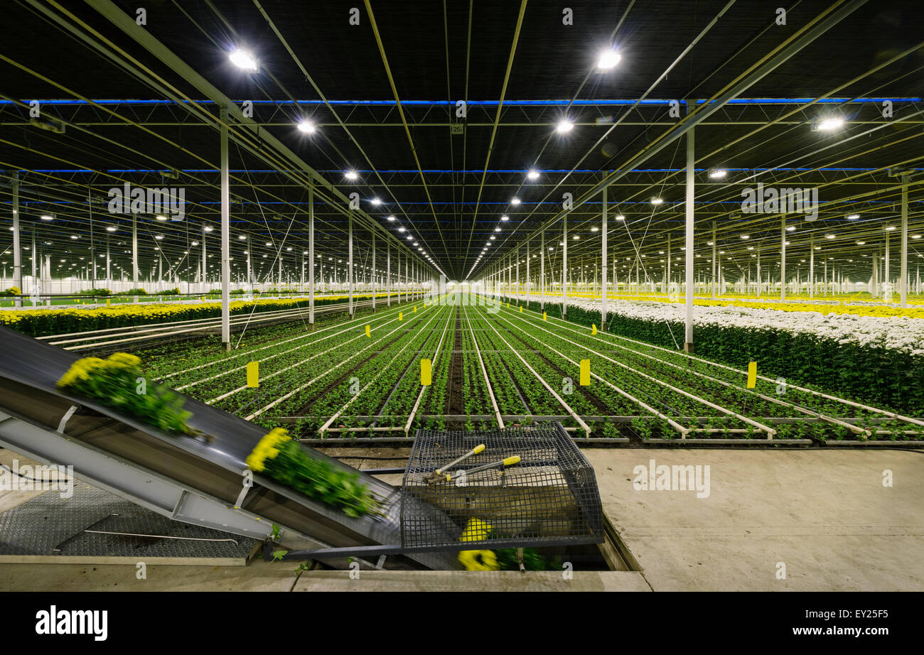 Greenhouse specialised in growing Chrysanthemums, Ridderkerk, zuid
