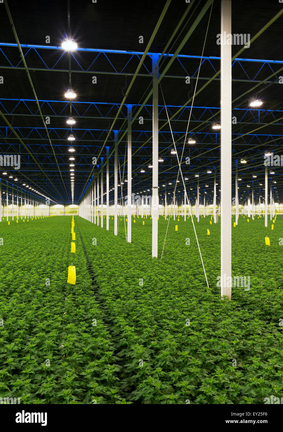 Greenhouse specialised in growing Chrysanthemums, Ridderkerk, zuid