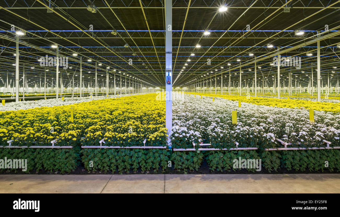 Greenhouse specialised in growing Chrysanthemums, Ridderkerk, zuid