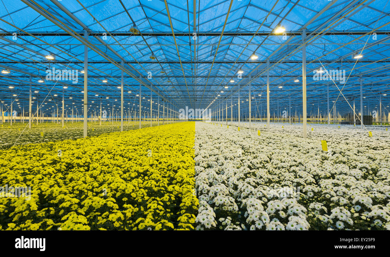 Greenhouse with artificial light hires stock photography and images