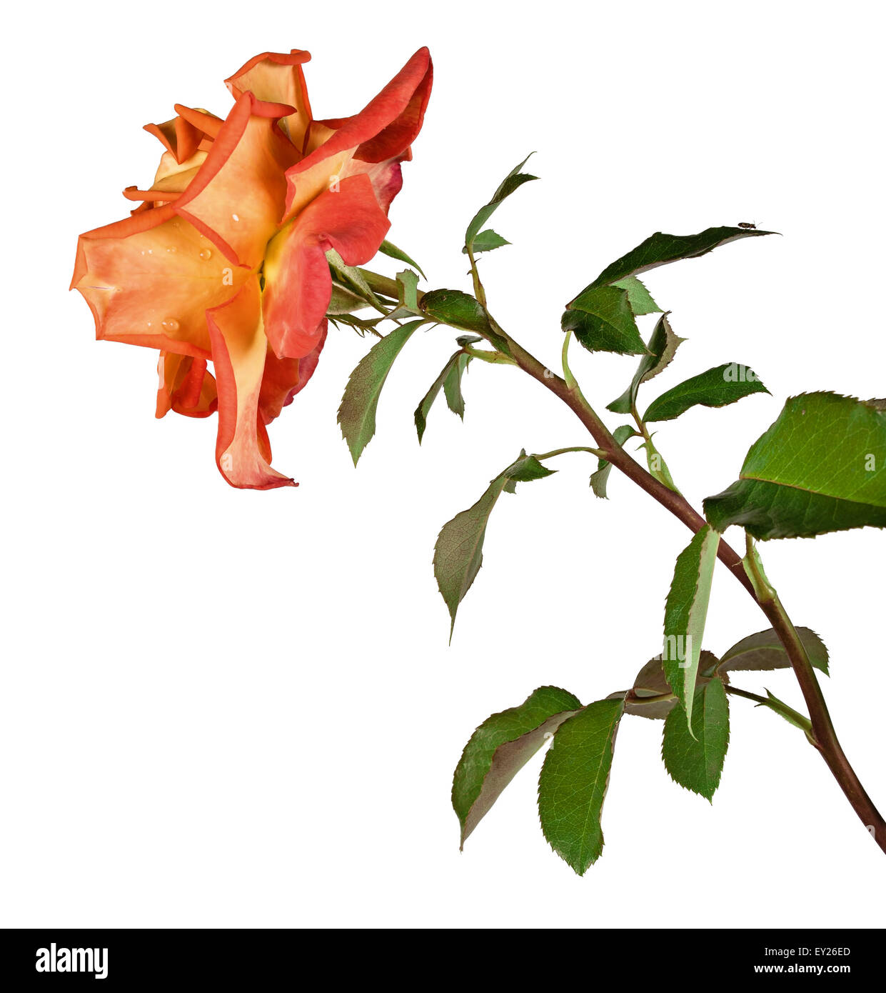 rose isolated on white background Stock Photo - Alamy