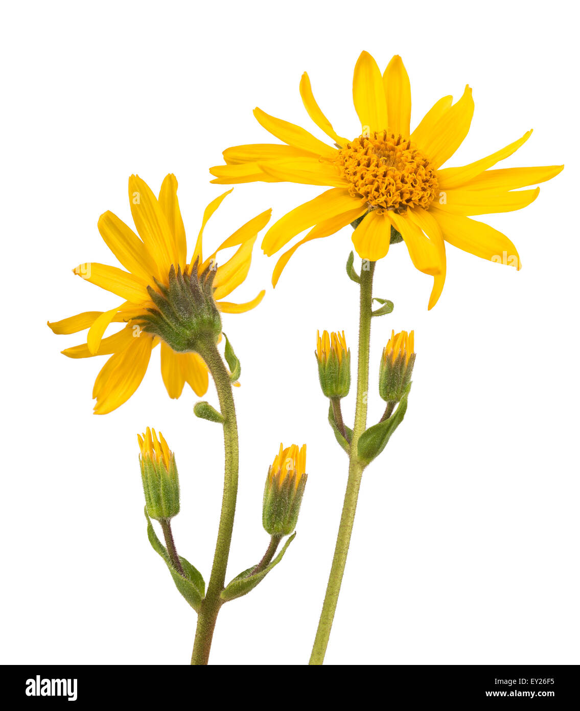 Arnica montana isolated on white background Stock Photo - Alamy