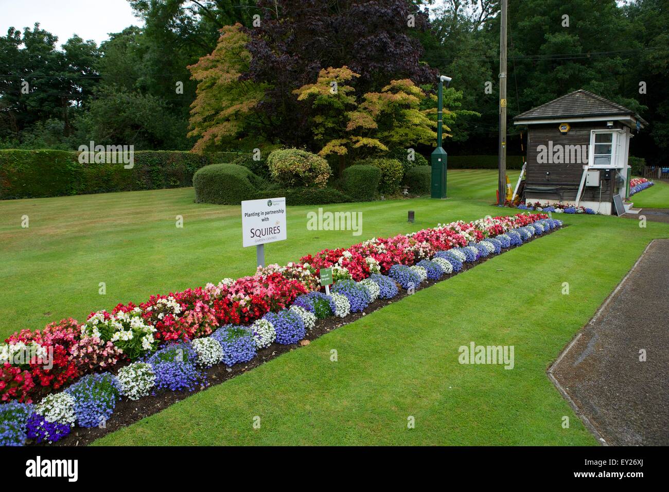 Shepperton, Surrey, UK. 20th July, 2015. The annual census of the swan population on the River