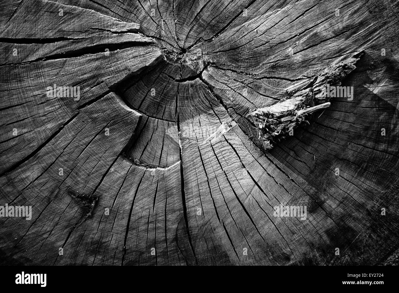 Tree rings Black and White Stock Photos & Images Alamy