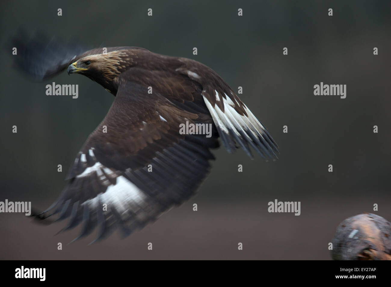 A young Golden Eagle flying Stock Photo Alamy
