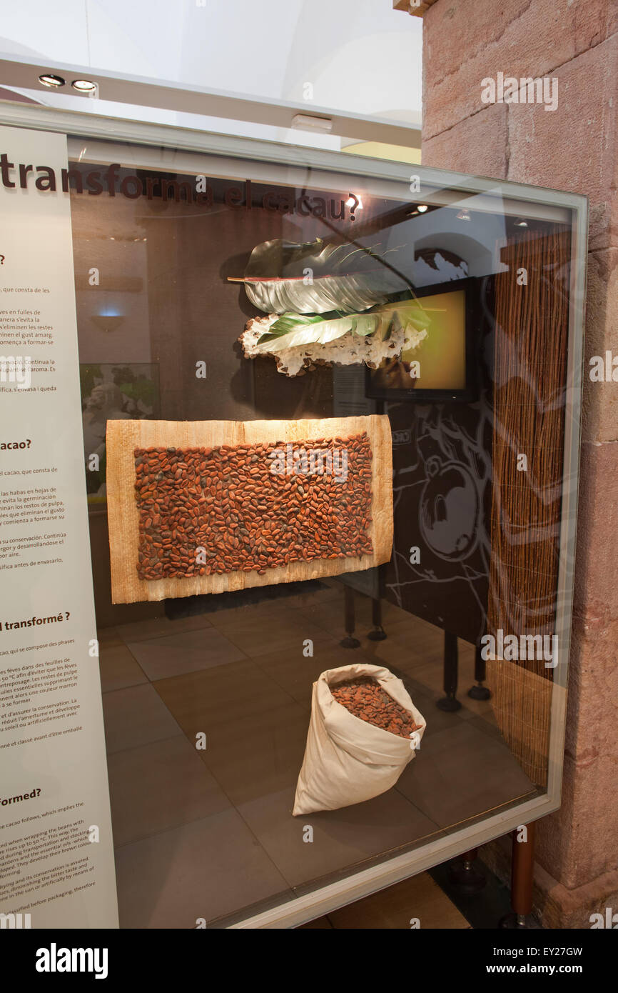 Cocoa beans in Chocolate Museum Museu de la Xocolata in Barcelona