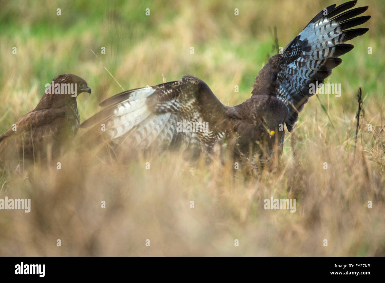Common Buzzard protect its prey against another buzzard Stock Photo