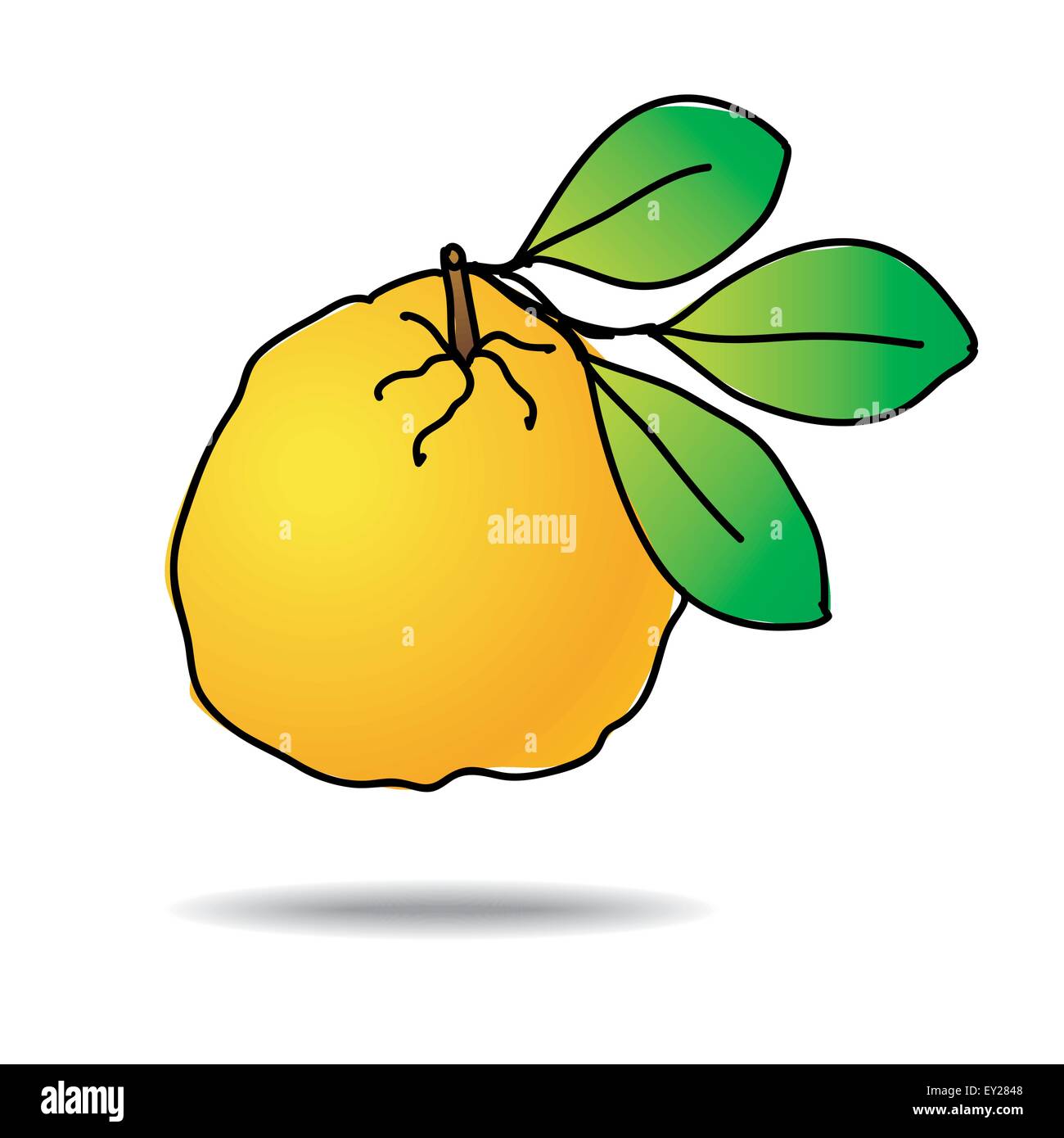 Freehand drawing ugli fruit icon vector eps 10 illustration Stock Vector Image & Art Alamy