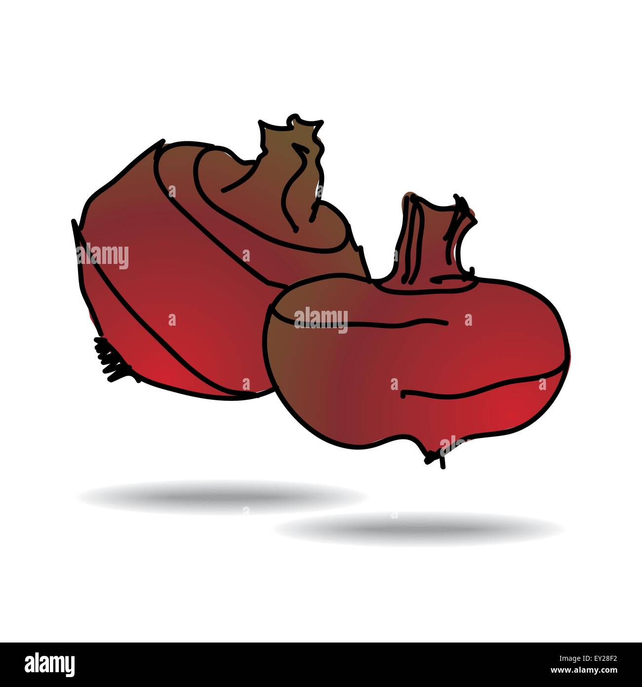 Freehand drawing water chestnut icon - vector eps 10 illustration Stock ...