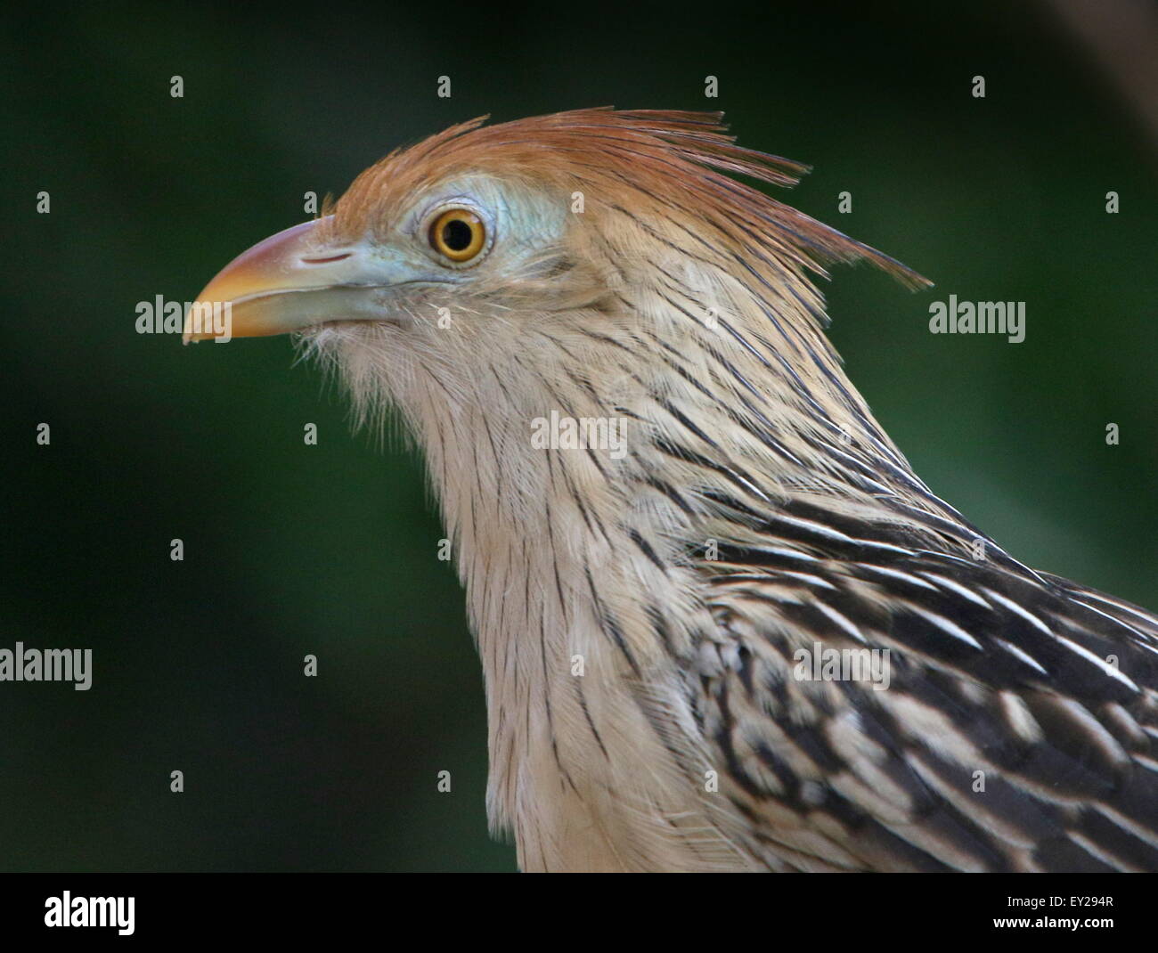 South american cuckoos hires stock photography and images Alamy