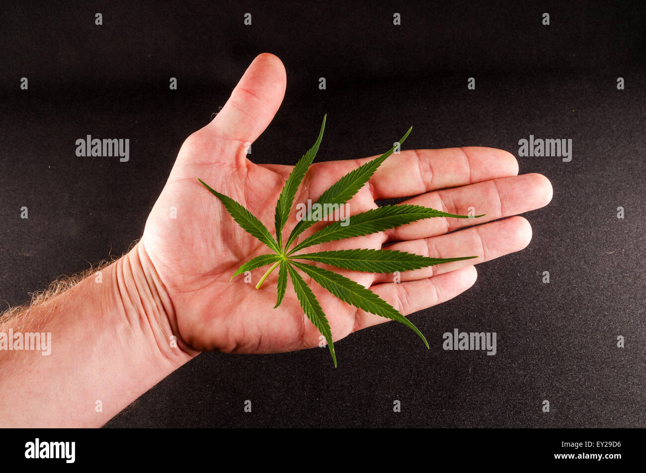 Close up of hemp buds Stock Photo Alamy