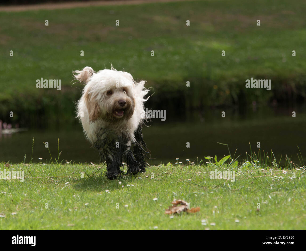 Wet cockerpoo hi-res stock photography and images - Alamy