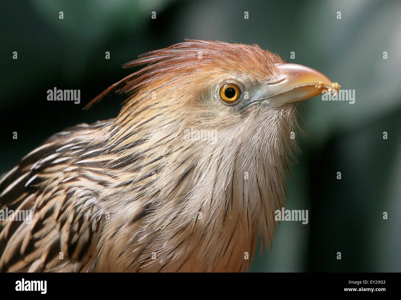 South American Guira cuckoo (Guira guira), seen in profile while