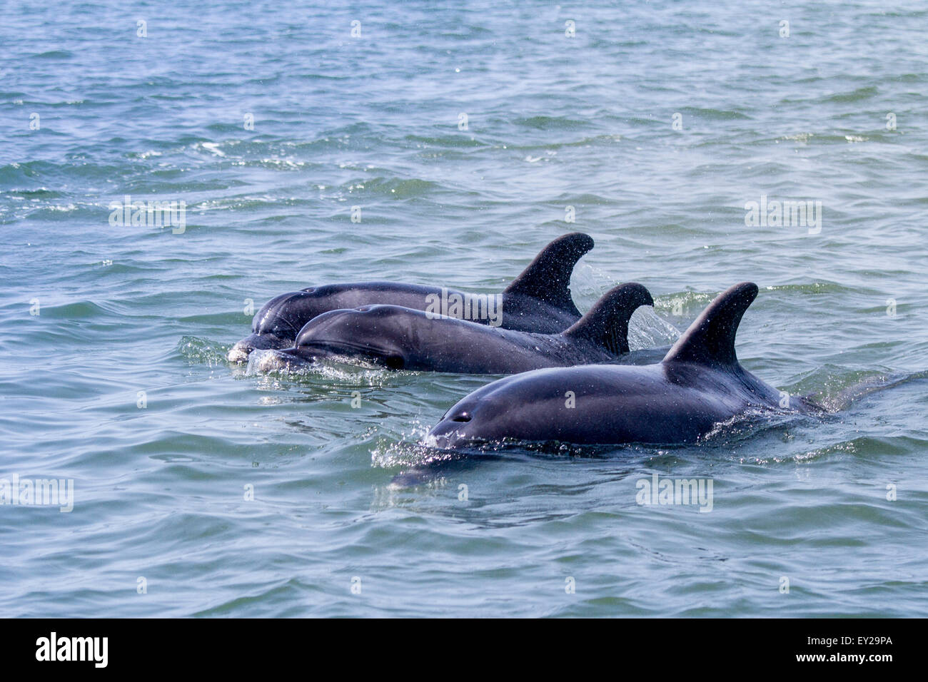 Dolphins in Setúbal, Lisbon, Portugal Stock Photo