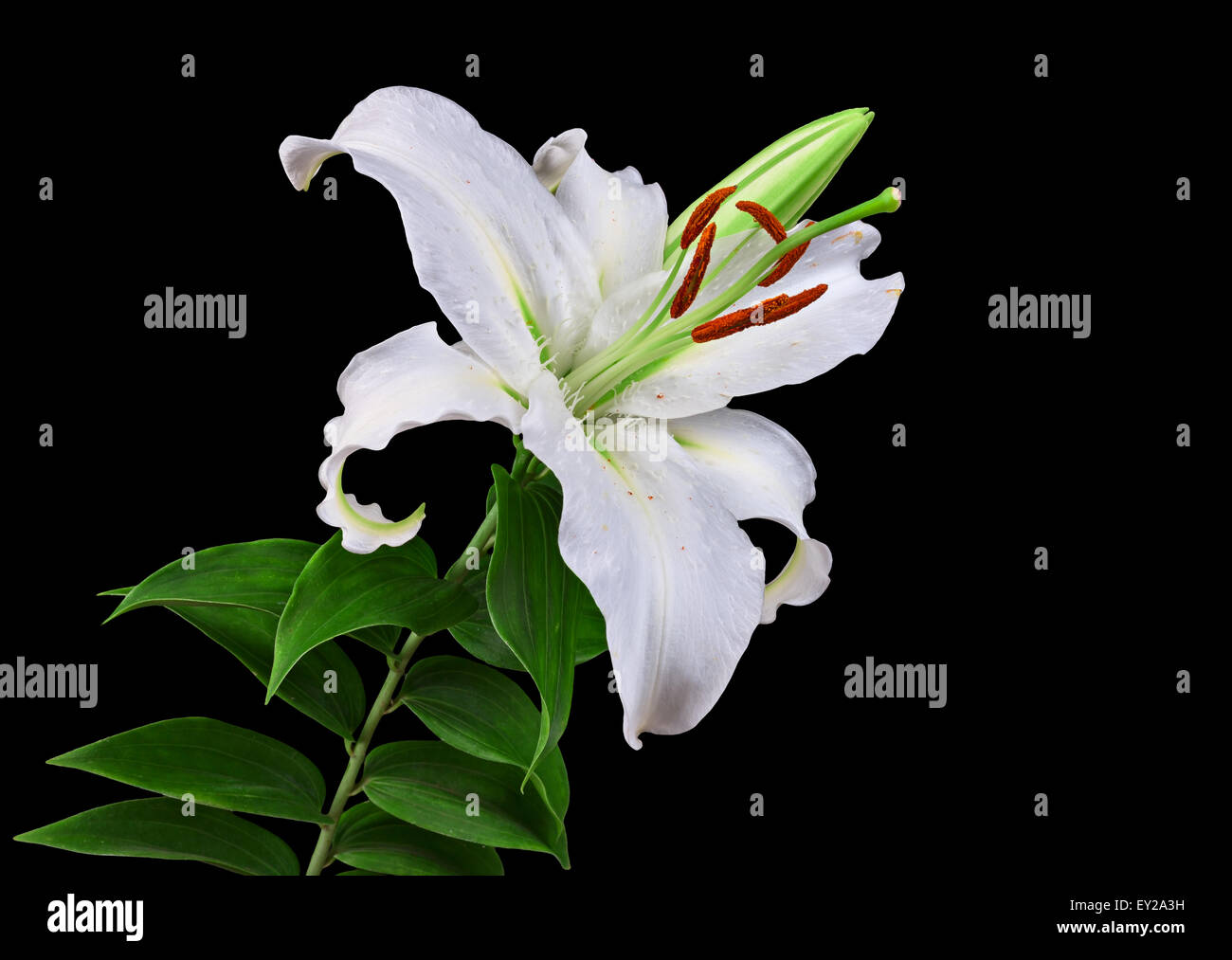 flowers lily isolated on black background Stock Photo - Alamy