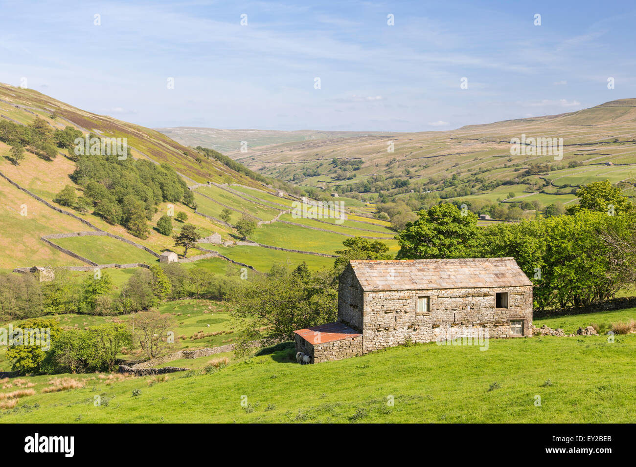 The farming landscape near the Dales village of Muker, Swaledale, Yorkshire Dales National Park, North Yorkshire, England, UK Stock Photo