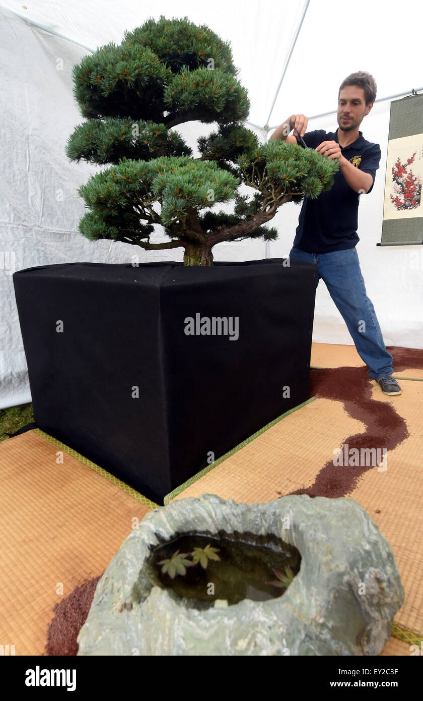 Pinus parviflora hi-res stock photography and images - Alamy