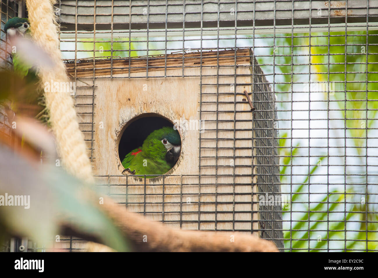 Parrot Stock Photo