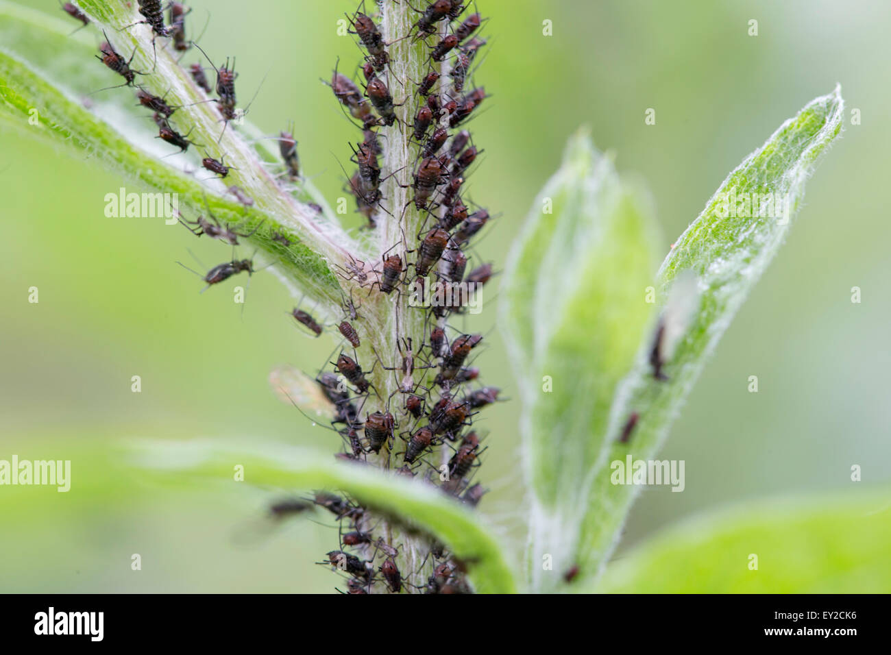 Blackfly on a garden plant Stock Photo Alamy