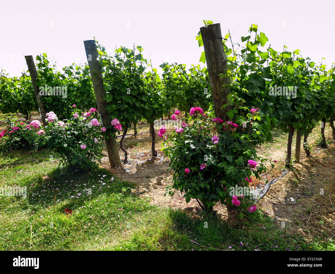 Rows of grape vines on the Ridgeview Estate at Ditchling in West Sussex Stock Photo