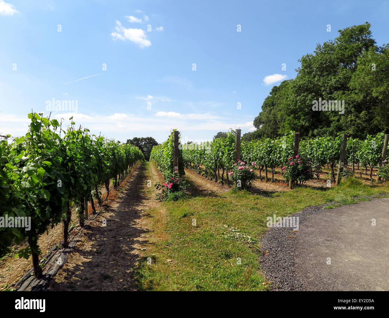 Rows of mature grape vines at Ridgeview near Ditchling in West Sussex Stock Photo