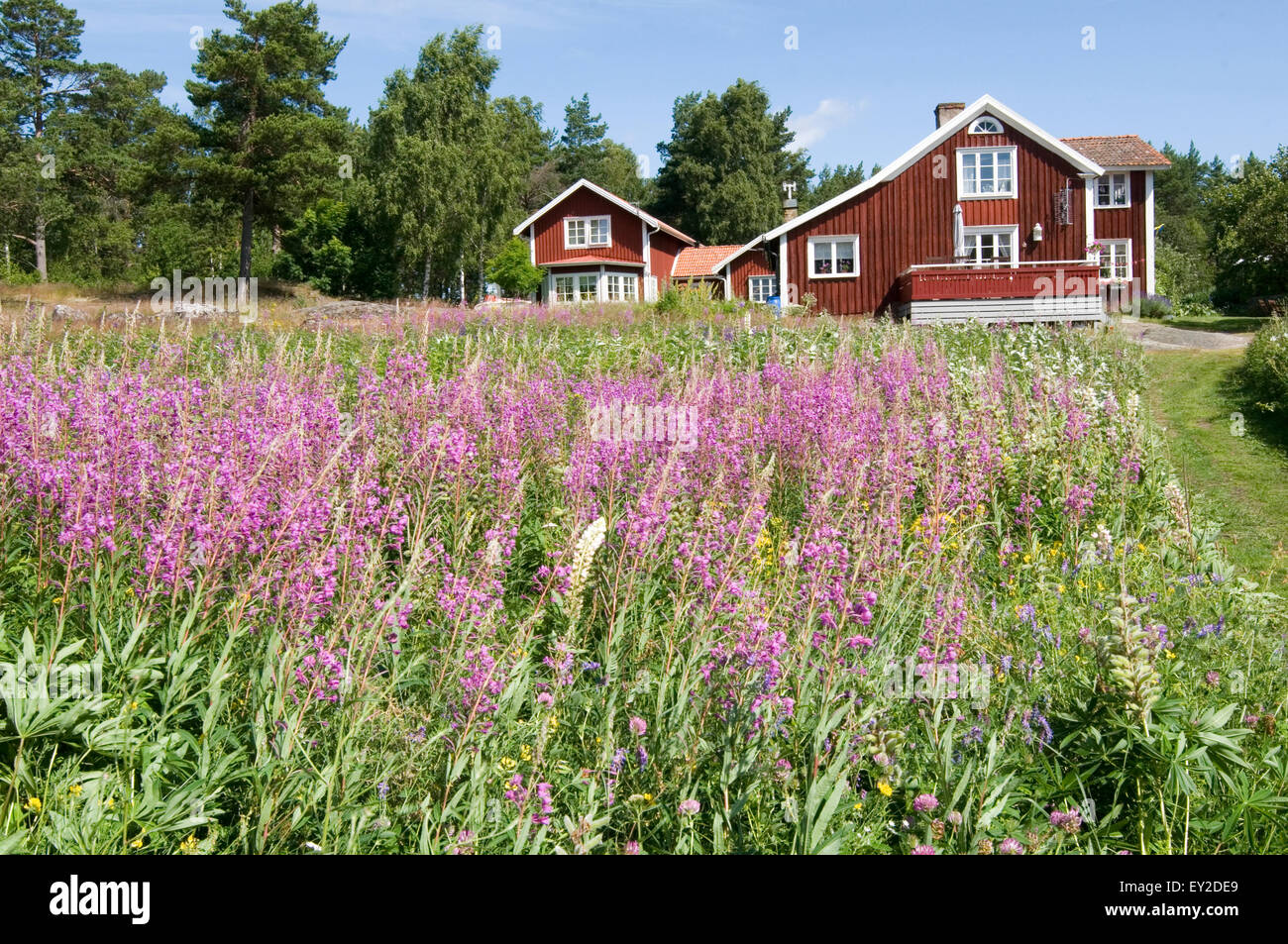 falun red traditional buildings building paint meadow rural sweden