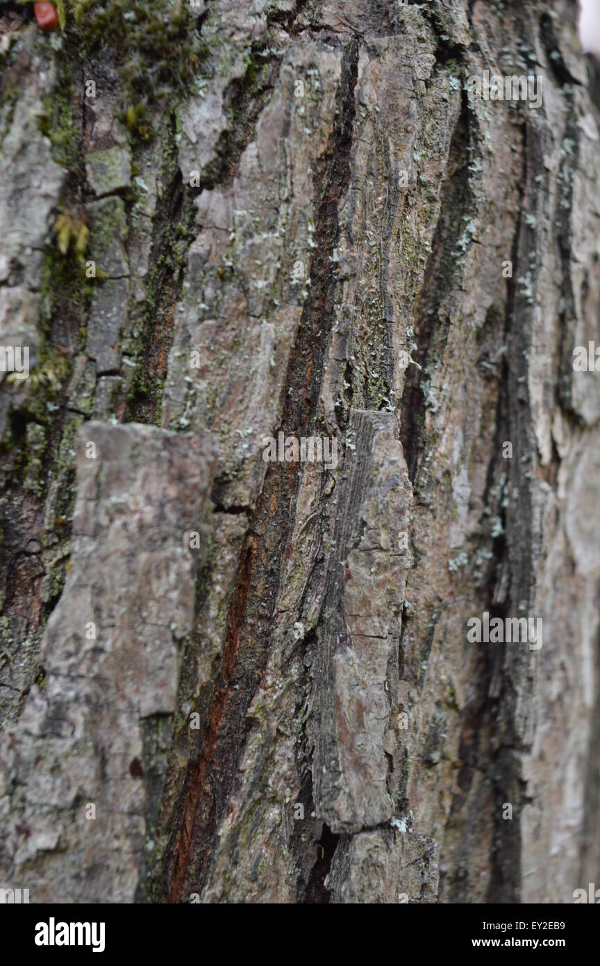 Pear tree bark vertical Stock Photo Alamy