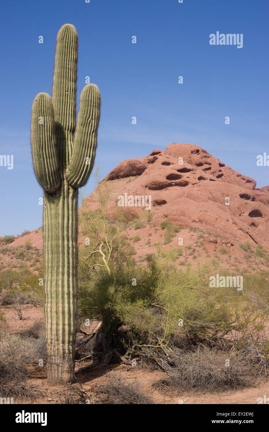 Arizona Desert Landscape Red Rocks Cactus Arid Landscape Stock Photo ...