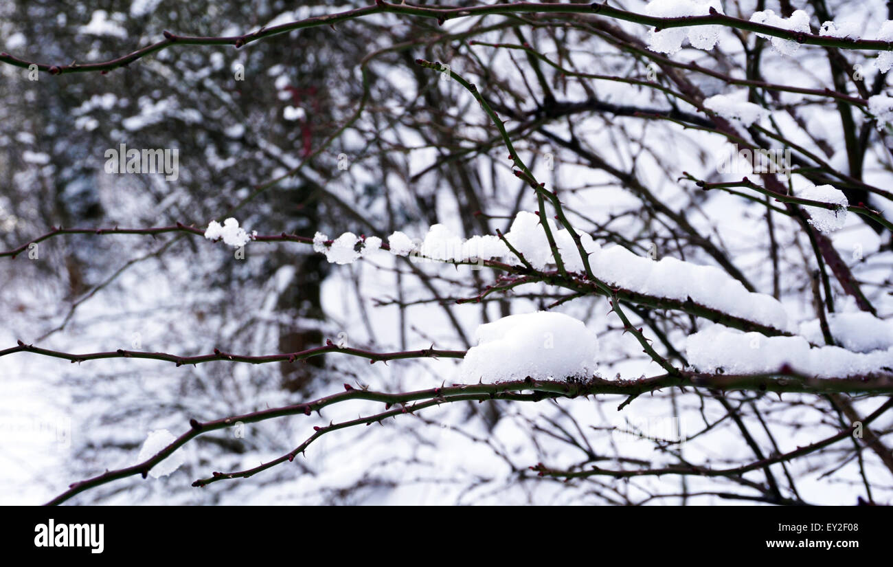 Snowy Day and the Tree in winter in Vienna, Austria Stock Photo