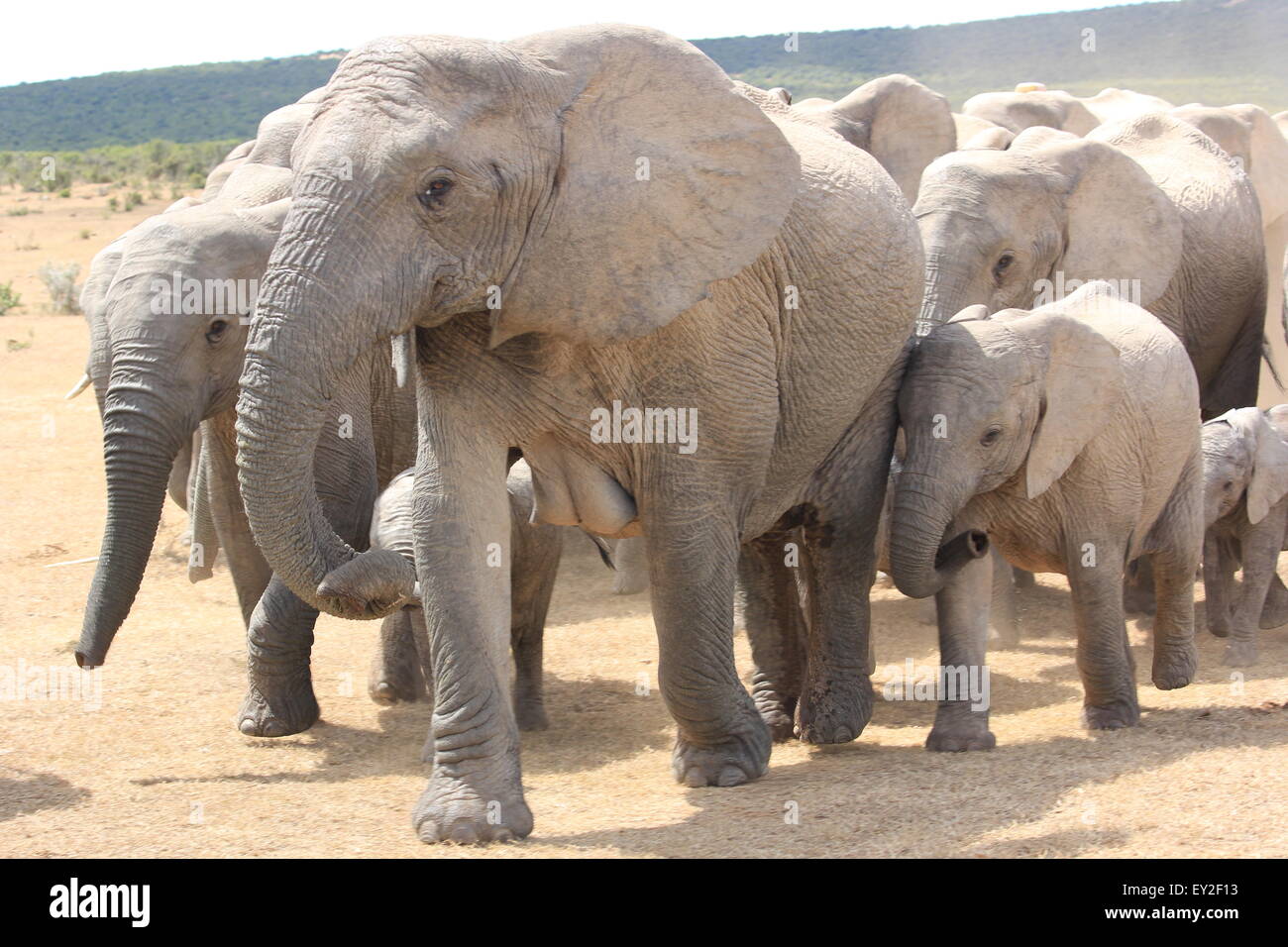 Elephant familiy at waterhole in South Africa Addo Elephant Park Stock Photo