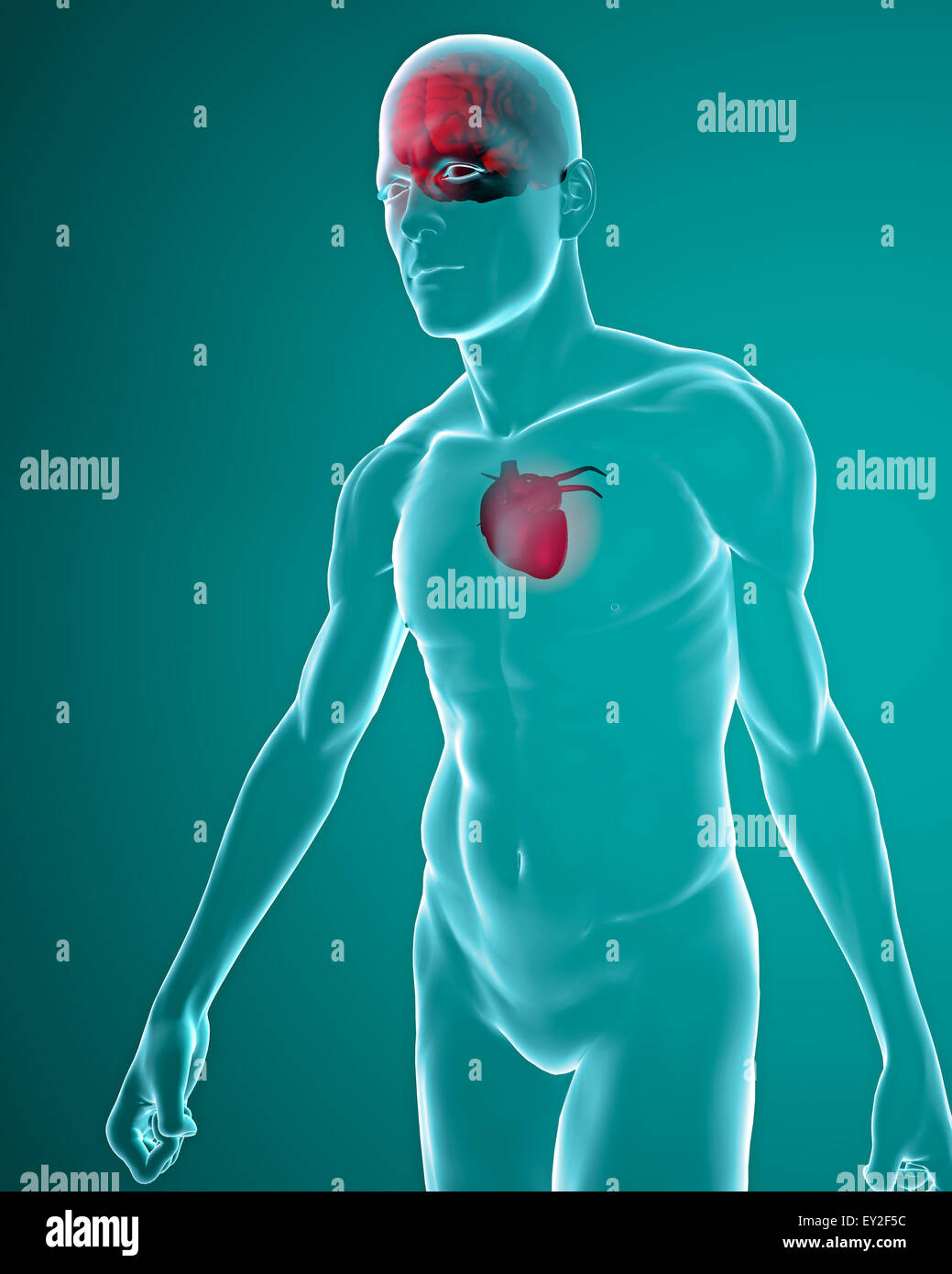 3d Human body with heart and brain x-ray Stock Photo